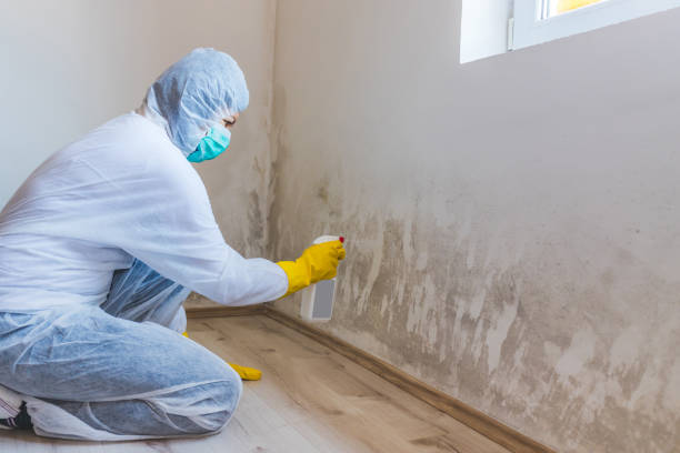 Licensed Mold Removal service in Goldsboro, MD - WQB Mold Removal
